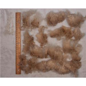 Mohair raw white 3-6" fine curly yearling locks 3 lb 10 oz spin dye  25130