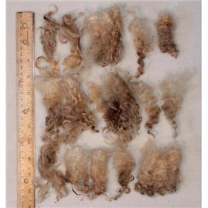 Mohair raw white 3-5" wavy - crimpy  yearling locks 2 lb 12 oz spin dye  25160