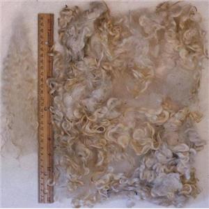 Cotswold wool bulk washed natural cream white 4-9" locks 3 oz  25221