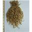 Wensleydale washed and sorted wool locks dyed gold 1/2 oz 6-9"  26135