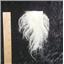White tibetan lamskin scrap sample  23011