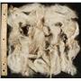 mohair washed white adult angora goat 4-7" 1 oz  24590