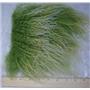 2" sq Bright green frosted tibetan lambskin wig No seam  A 24996