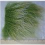 5 1/2" sq Bright green frosted  tibetan lambskin  no seam 24993