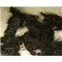 angora goat Mohair bulk dyed  black curls   22807