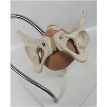Female Pelvis W/ Fetal Head - Childbirth Demonstration Pelvis - SEE PHOTOS