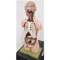 Somso Vintage Anatomical Torso Model - LIFE SIZE - MISSING ORGANS - PICKUP ONLY