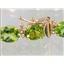 B002, Peridot Gold Bracelet