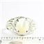 Mother of Pearl,  925 Sterling Silver Ladies Ring, SR083
