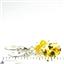 925 Sterling Silver Leverback Earrings, Golden Yellow  CZ, SE107