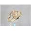 10K, 14K or 18K Gold Ladies Ring, Champagne CZ, R137